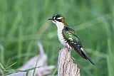 Dideric Cuckoo